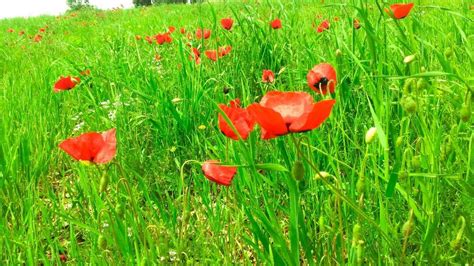 Poppies in the grass wallpaper - backiee