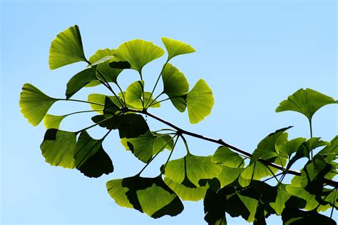 Planting A Ginkgo Tree A Symbol Of Hope - Ayurselfcare