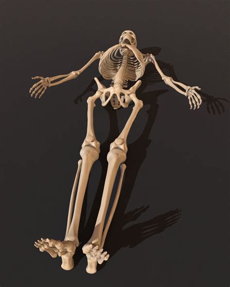 Human Skeleton 3d Model | Images and Photos finder