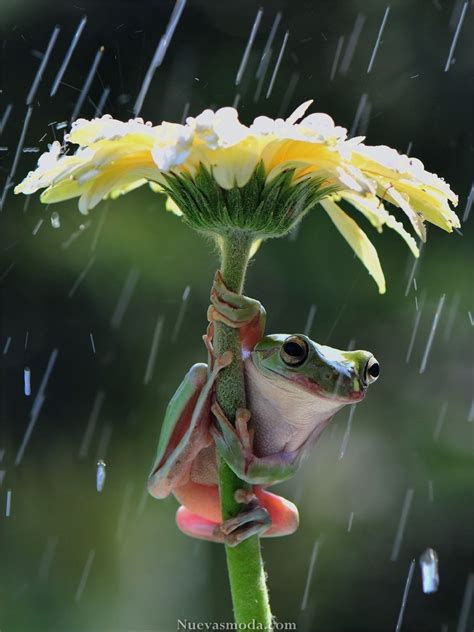 Te ríes esta rana fotografía -- #fotografía #Gracioso #humor #Ranas | Nature animals, Animals ...