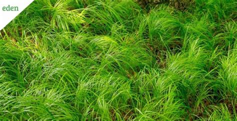 What are the Grasses Grow in Shade? | Eden Lawn Care and Snow Removal