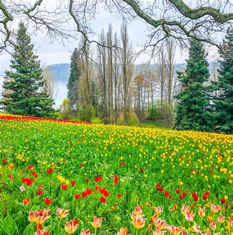 The Most Instagrammable Flower Fields in the World - Wandering Sunsets