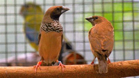 Fact Sheet: Australian Finches – The Avicultural Society of Australia