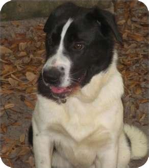 Danny Boy | Adopted Puppy | Nokomis, FL | Border Collie/Akita Mix