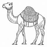 Camel Coloring Pages – Coloring Corner sketch template