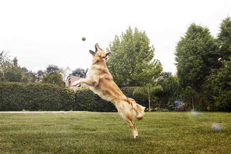 Golden Retriever playing with ball on grassy field at park stock photo