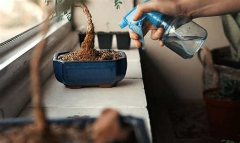 Watering Bonsai: How Often Do You Water The Bonsai Tree?