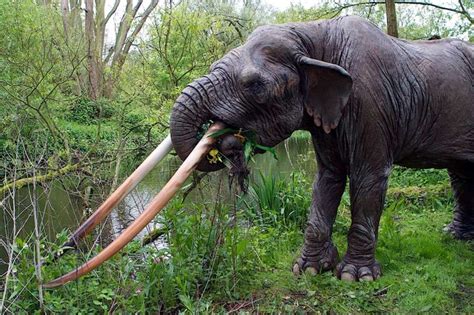 Mastodons and Related Early Elephants