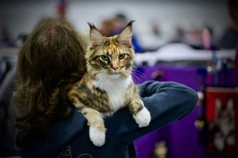 Cats galore: International Cat Show Portland at Expo Center (photos ...