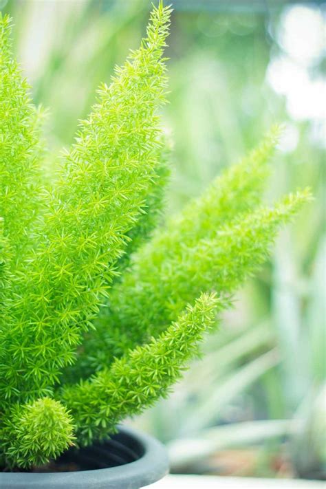 Asparagus Fern Care Guide - The Contented Plant