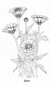 Zinnia Elegans coloring page Free Printable pages – Artofit sketch template