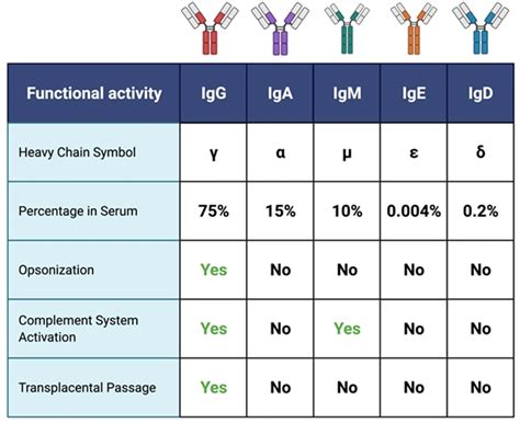 Five Classes [subclasses] of Immunoglobulins | Immunological and Inflammatory Aspects of ...