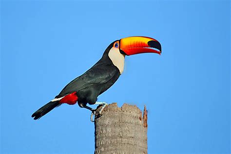 Toco Toucan. Brazil Toco Toucan, Rainforest Animals, Bird Lovers, Predator, Costa Rica, Habitats ...