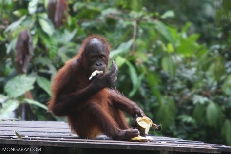 Young orangutan eating a banana at Sepilok