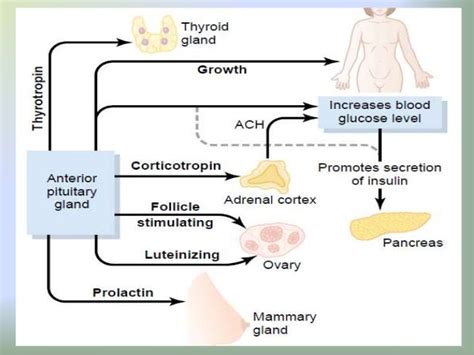 Growth hormone