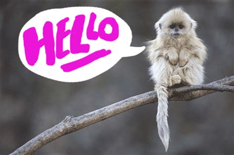 Hello, monkey! | Cello, Animals, Cute