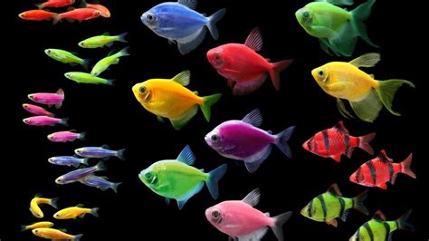 GloFish has sold the IP to make fish glow for $50M - Austin Business ...