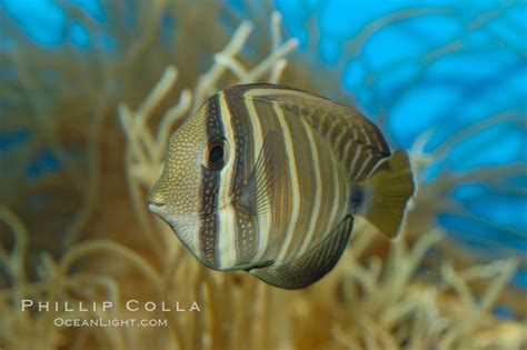 Sailfin tang, Zebrasoma veliferum, #07795