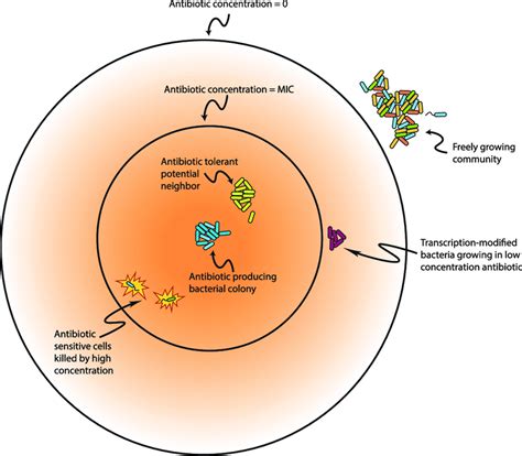 Effect of antibiotics upon microbial community interactions. In nature,... | Download Scientific ...