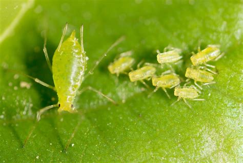 Aphids | Garden Pests & Diseases | Gardening Tips | Thompson & Morgan