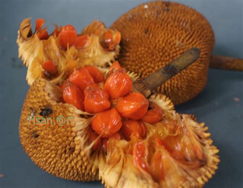 Portal Senyum-ITB: Buah sukun Tarap, Artocarpus Odoratissimus, dari ...