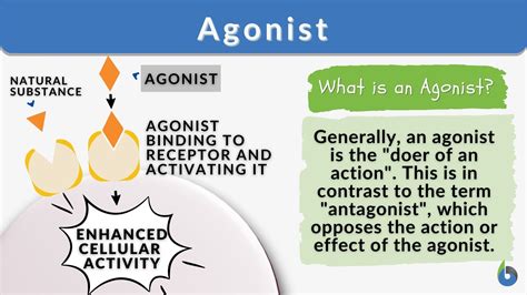 Agonist - Definition and Examples - Biology Online Dictionary