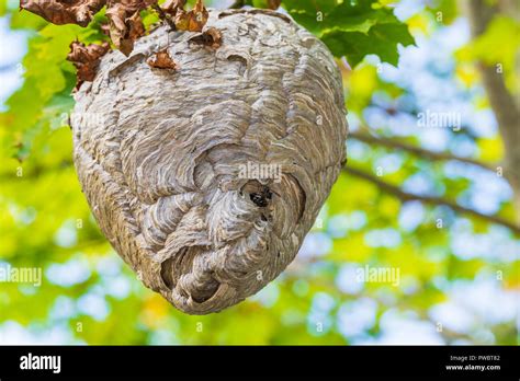 A hive or wasp nest belonging to the black and white paper wasp known ...