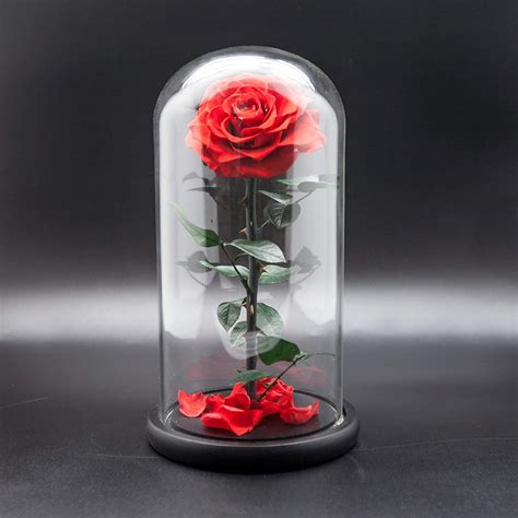 Beauty and The Beast Handmade Preserved Eternal Rose with Fallen Petals in Glass Dome (Red) – E ...