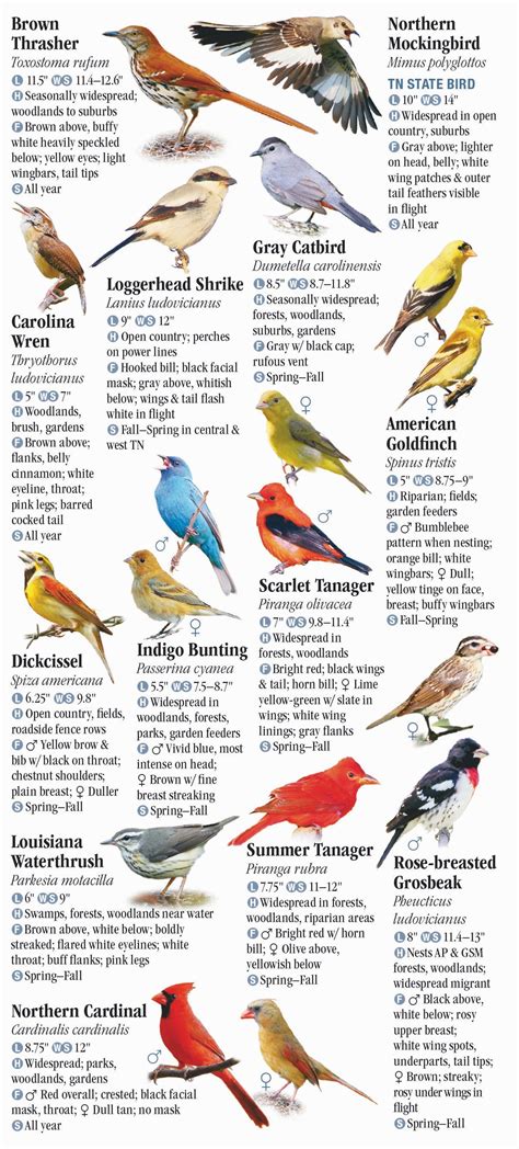 Birds of Tennessee including The Great Smoky Mountains – Quick Reference Publishing Retail