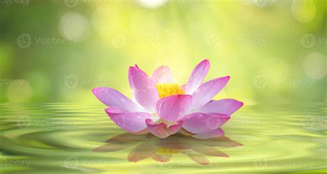 Blooming pink lotus flower isolated on sparkle background 2465671 Stock Photo at Vecteezy