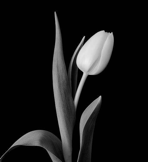 Dark Tulip iPhone Wallpapers - Wallpaper Cave