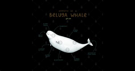 Anatomy of a Beluga Whale - Beluga Whale - Posters and Art Prints ...