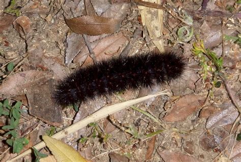 species identification - Large black caterpillar, cocoon, moth - Los Angeles - Biology Stack ...