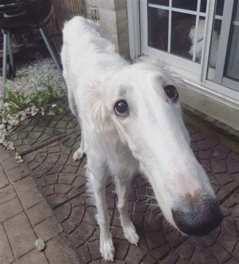 Snoooot | Borzoi | Know Your Meme