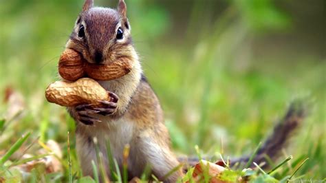 Baby Squirrel Wallpapers - Top Free Baby Squirrel Backgrounds ...