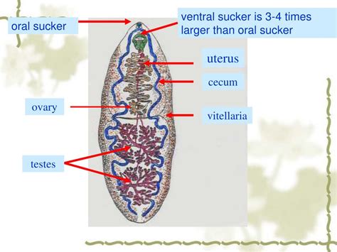 PPT - FASCIOLOPSIS BUSKI PowerPoint Presentation, free download - ID ...