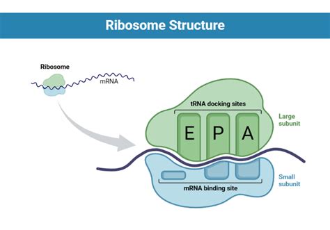 Ribosome Structure | BioRender Science Templates