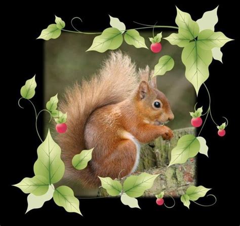 Pin av Michele Cleaves på squirrel flowers