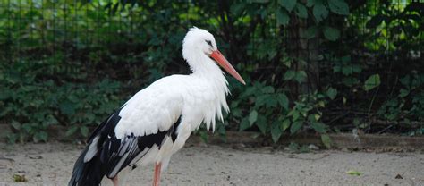 European White Stork : Birds : Animals : Lincoln Children's Zoo