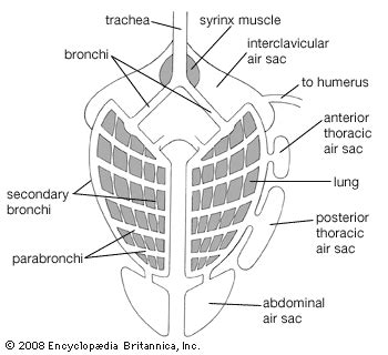 Bird - Muscles, Organs, Flight | Britannica