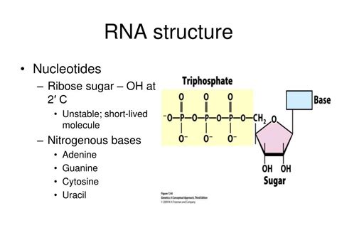 PPT - Chapter 13 - Transcription PowerPoint Presentation, free download ...