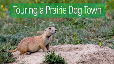 Touring a Prairie Dog Town in Theodore Roosevelt National Park - YouTube