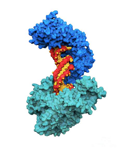 Aconitase Enzyme Photograph by Carlos Clarivan/science Photo Library ...