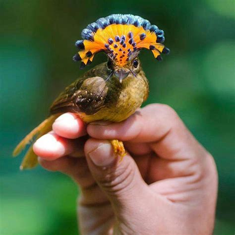 Mosquero real del Amazonas | Animaux amazonie, Oiseaux exotiques ...