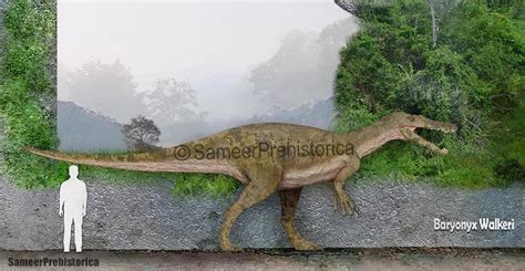 Baryonyx Size by SameerPrehistorica on DeviantArt