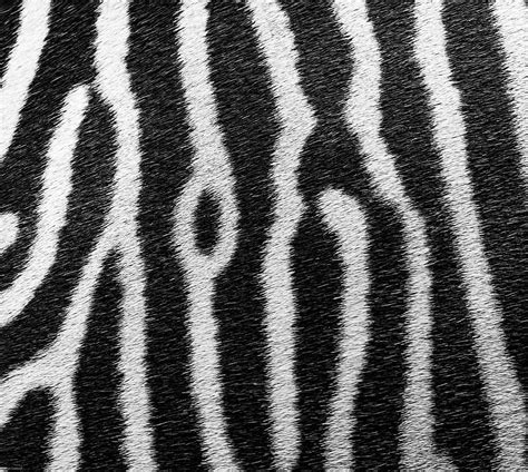 Zebra Skin