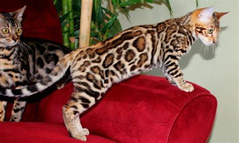 20 Fun Facts You Didn't Know About Bengal Cats (2022)