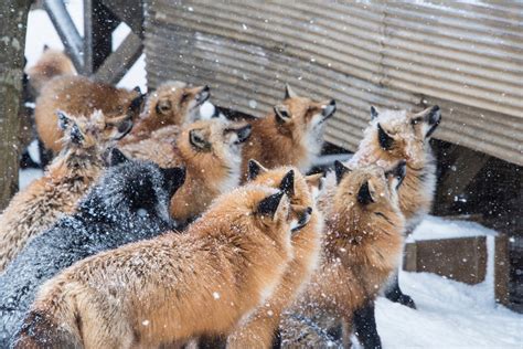 Visit Zao Kitsune Village (Zao Kitsune Mura) — The most unique & cutest fox village in Miyagi ...