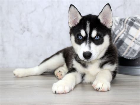 Siberian Husky-DOG-Female-Black / White-3061828-Petland Lewis Center