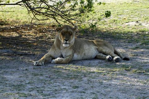 Lion Pride Sleeping stock image. Image of fast, felidae - 44273153